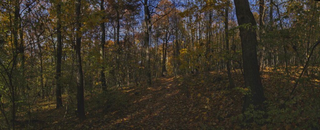 Park. Jesenný les. (r.2021/Canonsp.)