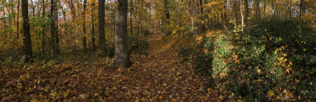 Park. Jesenný chodník. (r.2021/Canonsp.)