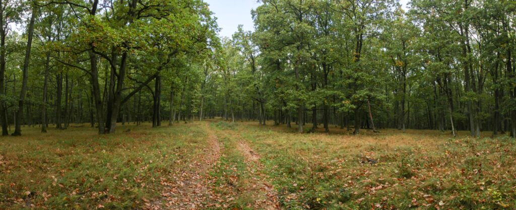 Nové Triby. Cesta. (r.2021/Canonsp.)