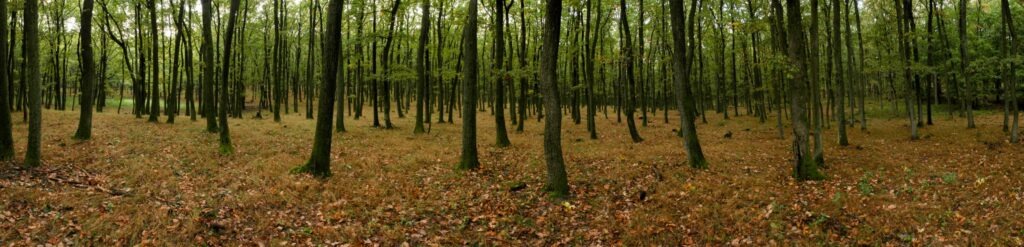 Soláre. Les na jeseň. (r.2021/Canonsp.)