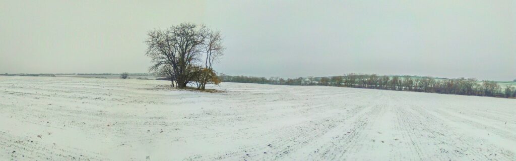 Chrenové. Solitérny strom. (r.2021/nokiasp.)