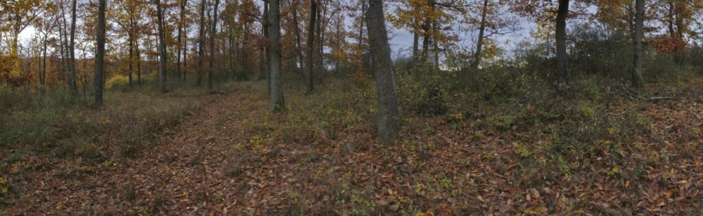 Rakytovo. Prestup jesenným lesom. (r.2021/Canonsp.)