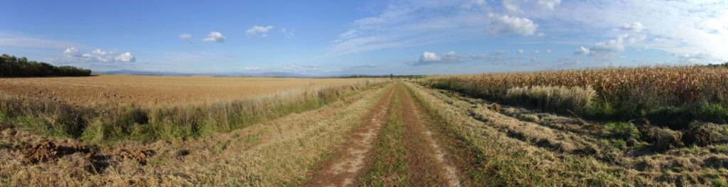 Tovedské pole. Poľna cesta povedľa jesennej kukurice. (r.2021/Canonsp.)