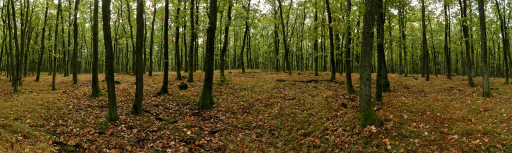 Soláre. Les na jeseň. (r.2021/Canonsp.)
