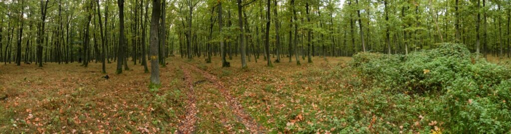 Soláre. Cestička. (r.2021/Canonsp.)