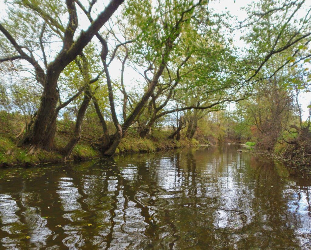 Slatina. Gorovec. Rovný úsek koryta. (r.2021/OlympusSP810UZ)