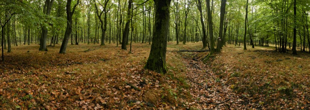 Soláre. Lesná cestička. (r.2021/Canonsp.)