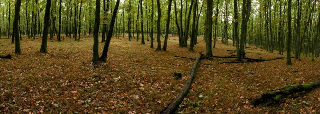 Soláre. Jesenná hora. Pokojná atmosféra jesenného Tribečského lesa. (r.2021/Canonsp.)