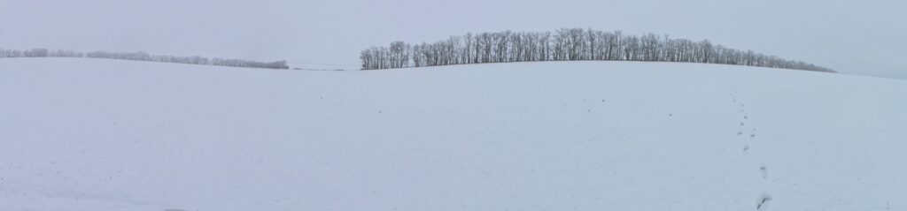 Brestovňa. Stopy v snehu. (r.2021/Canonsp.)