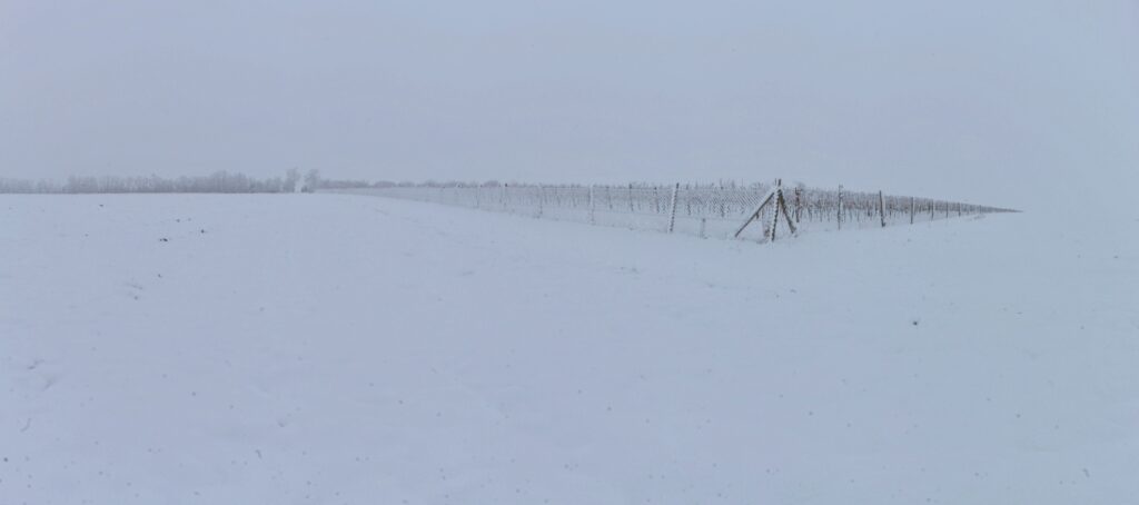 Riedky háj. Roh zimnej vinice. (r.2021/Canonsp.)