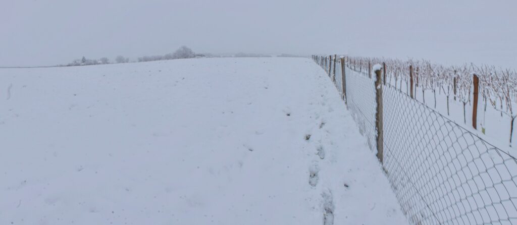 Riedky háj. Stopy povedľa viničného plota. (r.2021/Canonsp.)