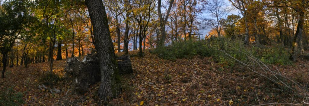 Skalka. Hrebeň. (r.2021/Canonsp.)