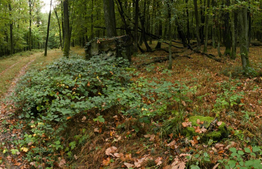 Ostré. Kameň. (r.2021/Canonsp.)