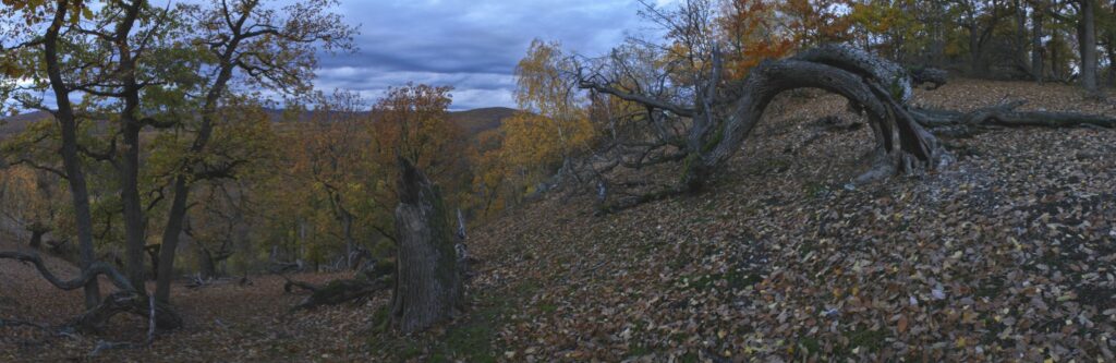 Skalka. Staré duby. (r.2021/Canonsp.)