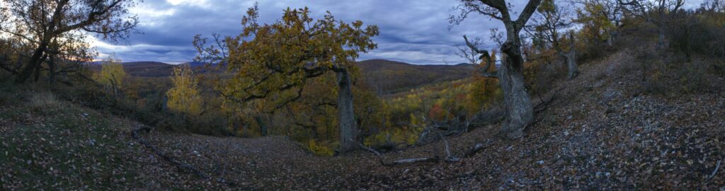 Skalka. Majestátne duby. (r.2021/Canonsp.)