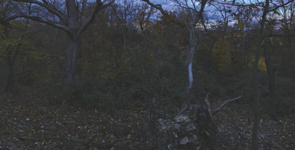 Skalka. Les. (r.2021/Canonsp.)